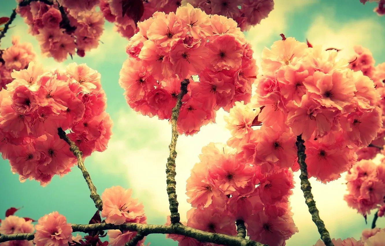 Photo wallpaper flowers, tree, branch, spring