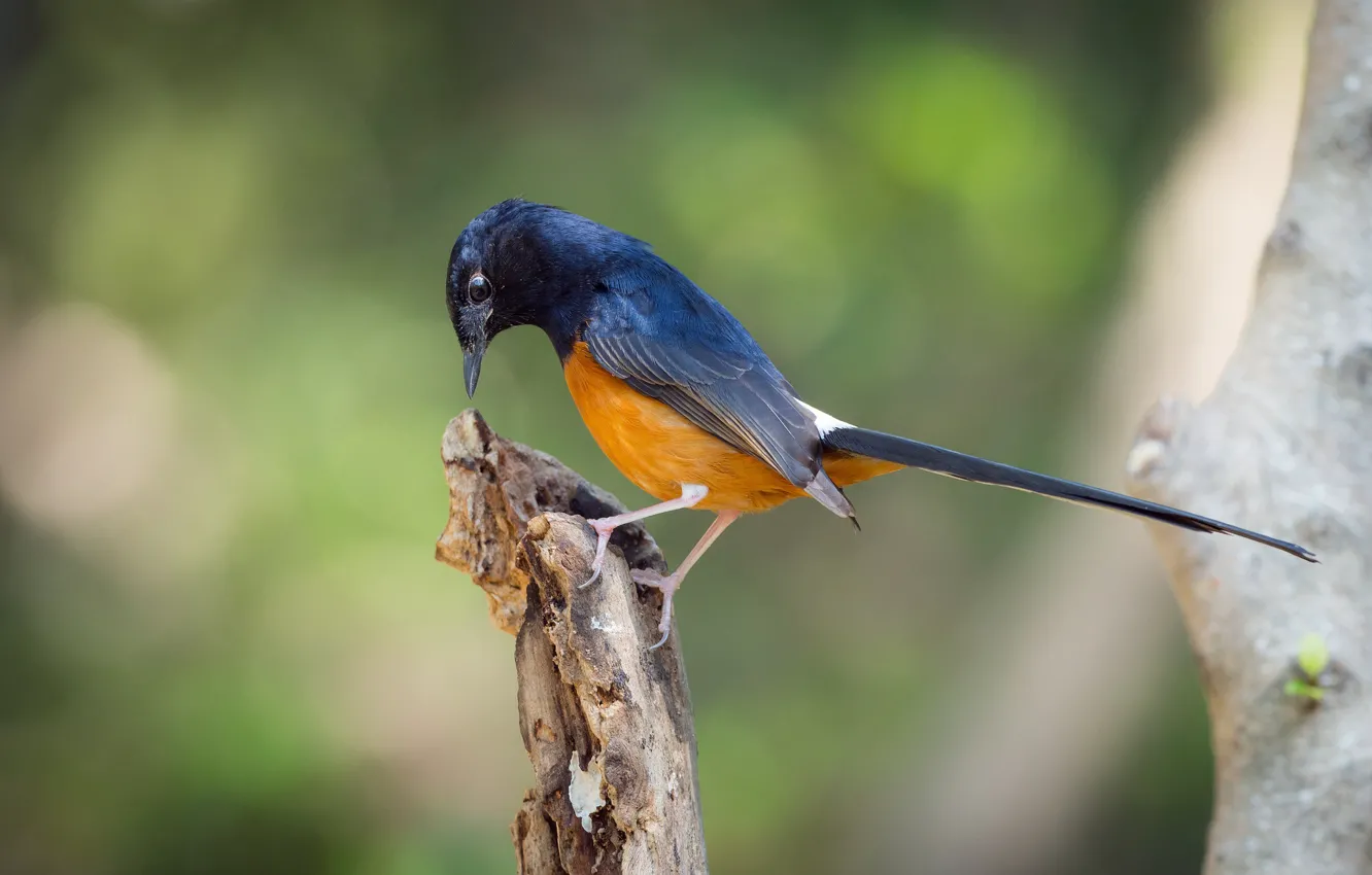 Photo wallpaper branches, bird, bird