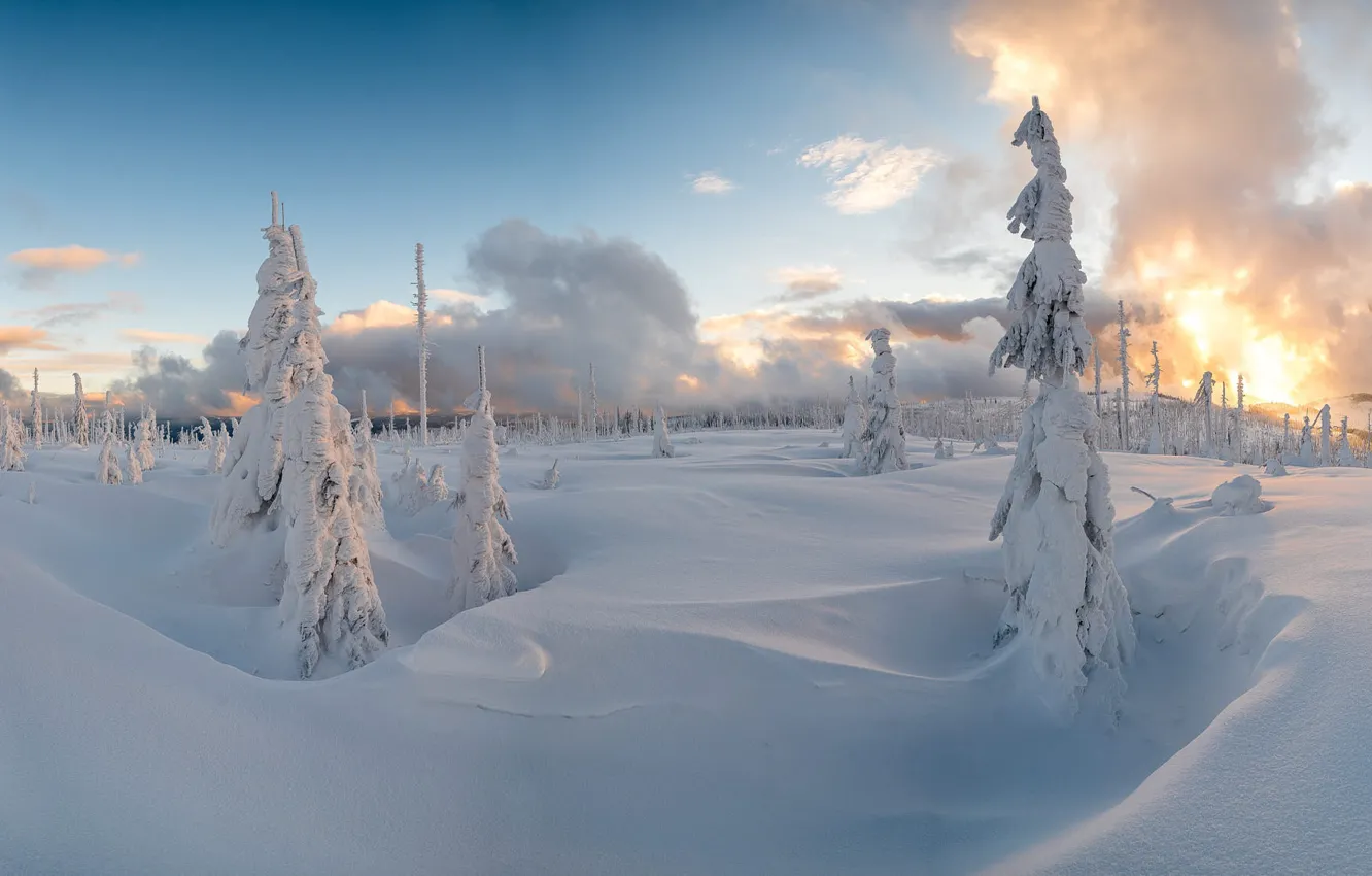 Photo wallpaper winter, forest, the sky, clouds, snow, blue, in the snow, the snow