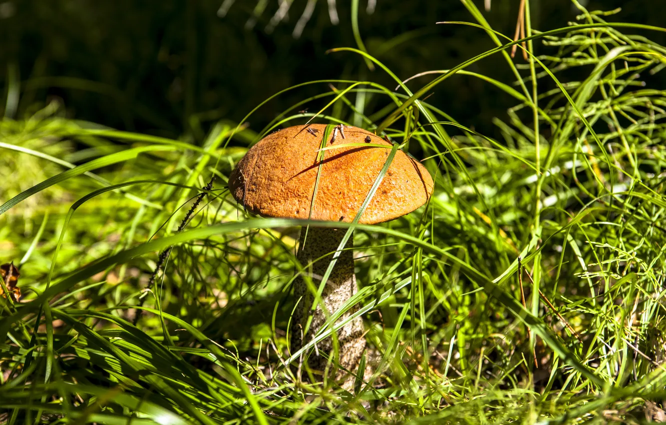 Photo wallpaper grass, nature, mushrooms, boletus