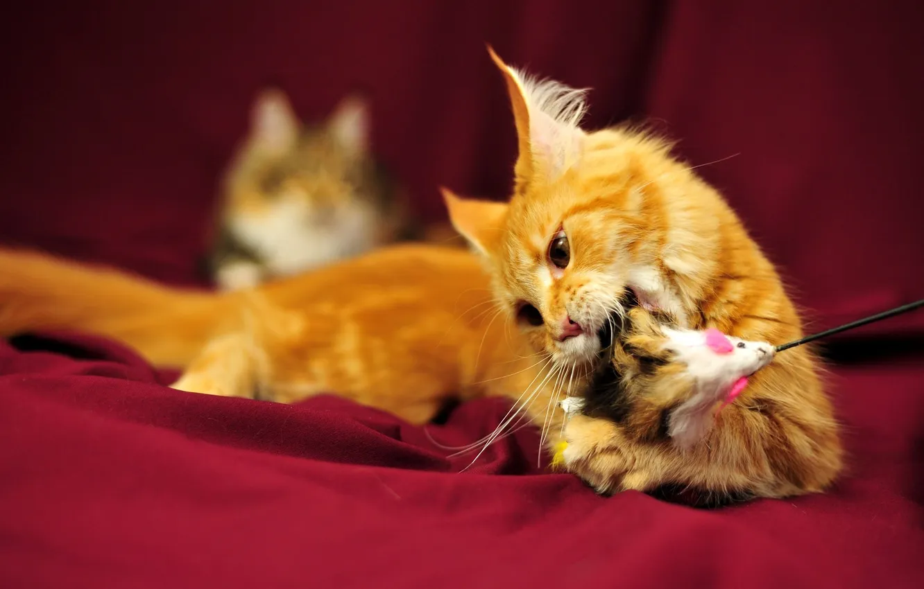 Photo wallpaper cat, mood, the game