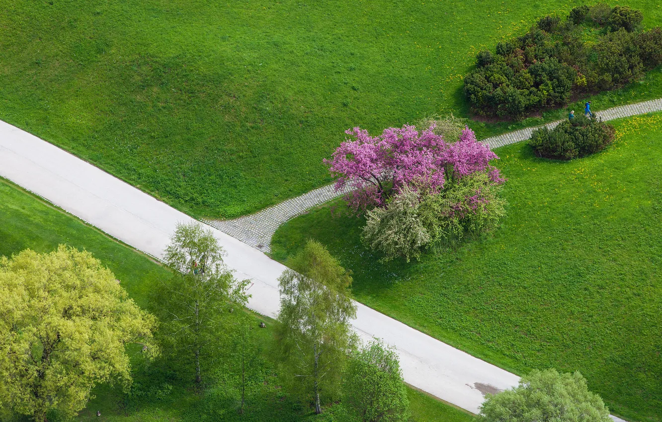 Photo wallpaper grass, trees, Park, track, shrub