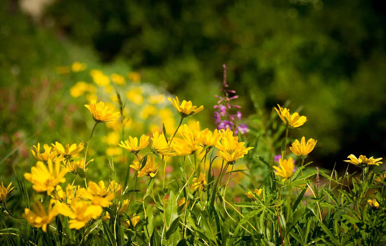 Photo wallpaper greens, leaves, yellow, petals, bokeh, wildflowers