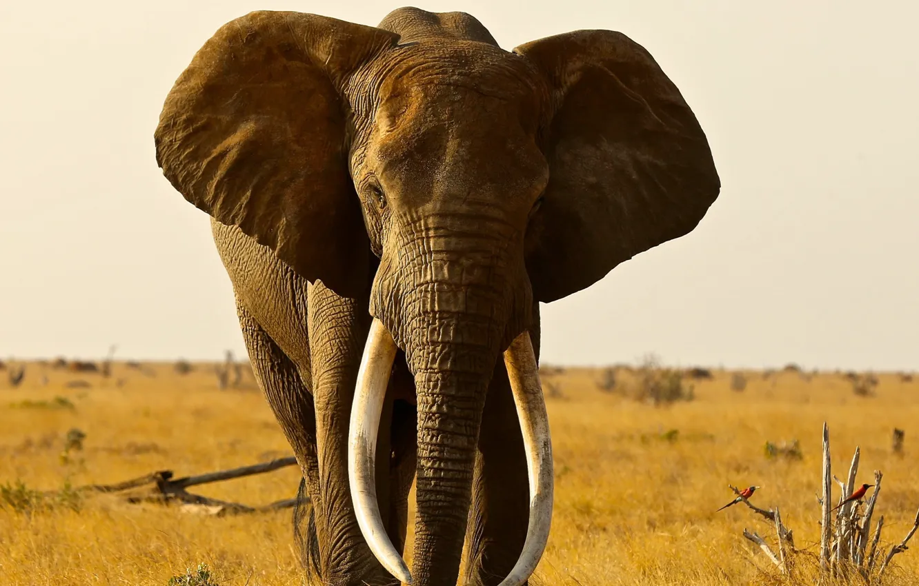 Photo wallpaper africa, Big, Elephant, Animal, Pic