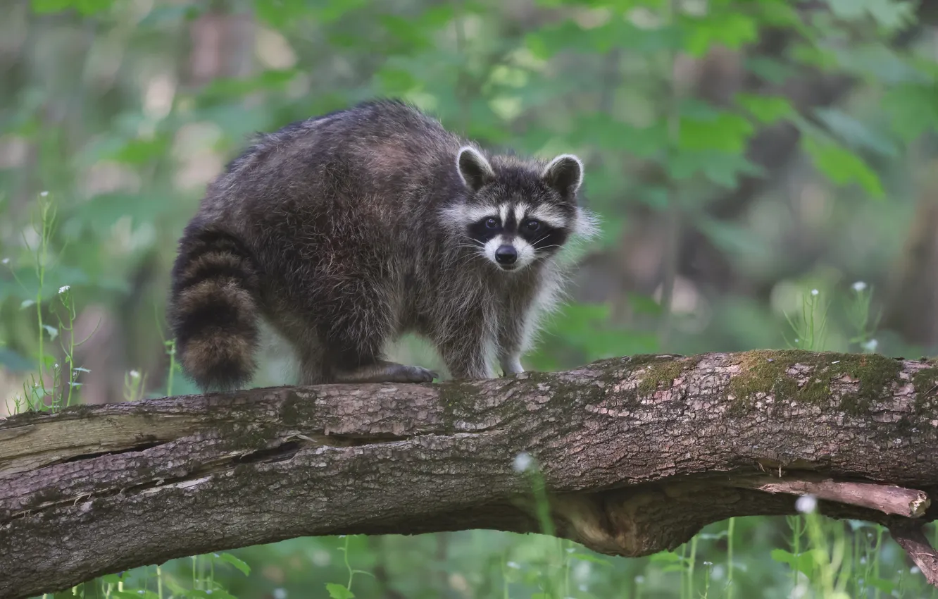 Photo wallpaper look, nature, raccoon, log