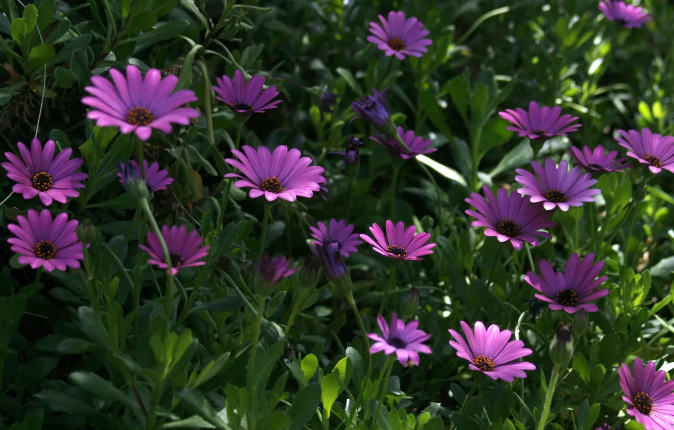 Photo wallpaper flowers, flowers, Purple flowers, Purple flowers, Osteospermum