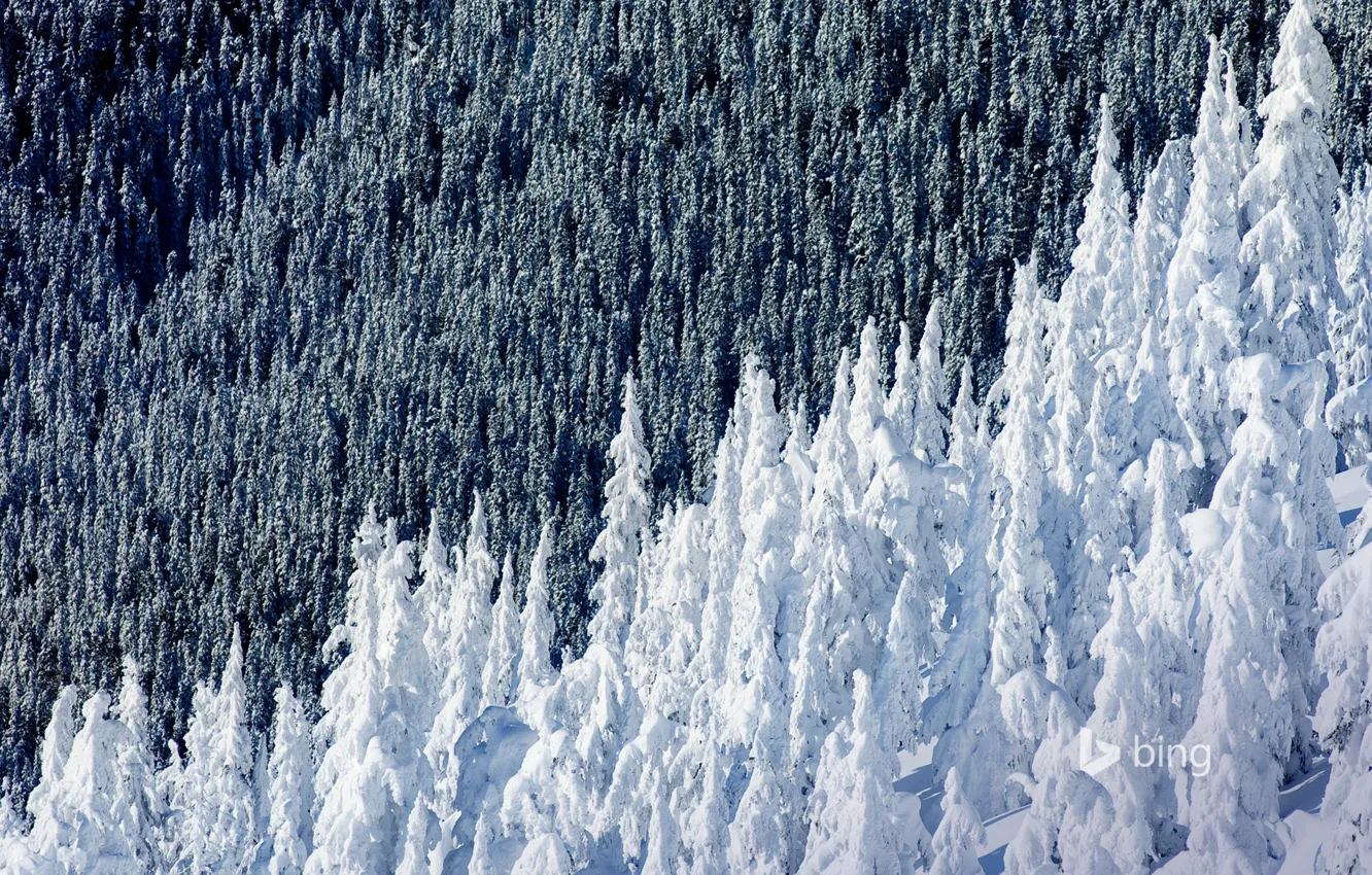 Photo wallpaper winter, forest, snow, spruce, slope, Canada, British Columbia, Mountain Whistler