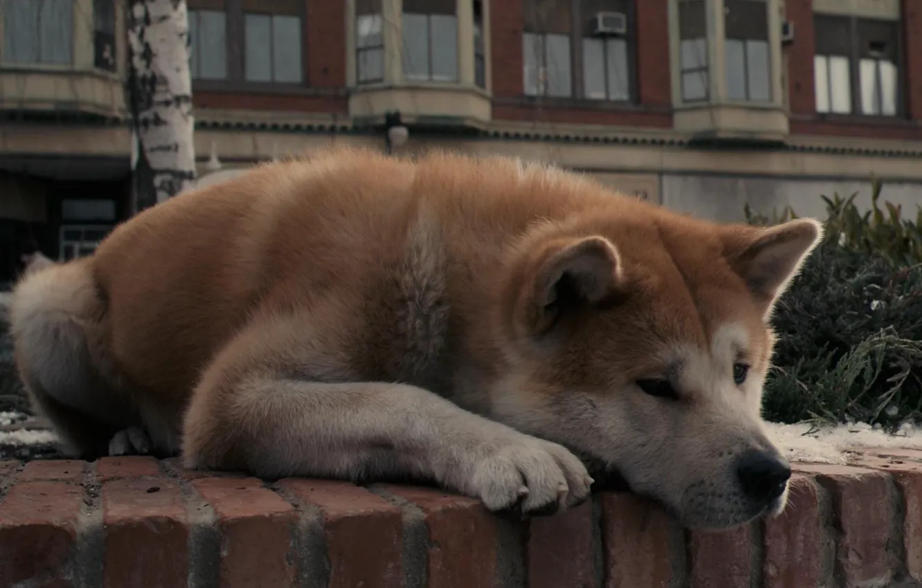 Photo wallpaper sadness, dog, dog, lies, waiting, Akita inu, Hachiko:the most loyal friend