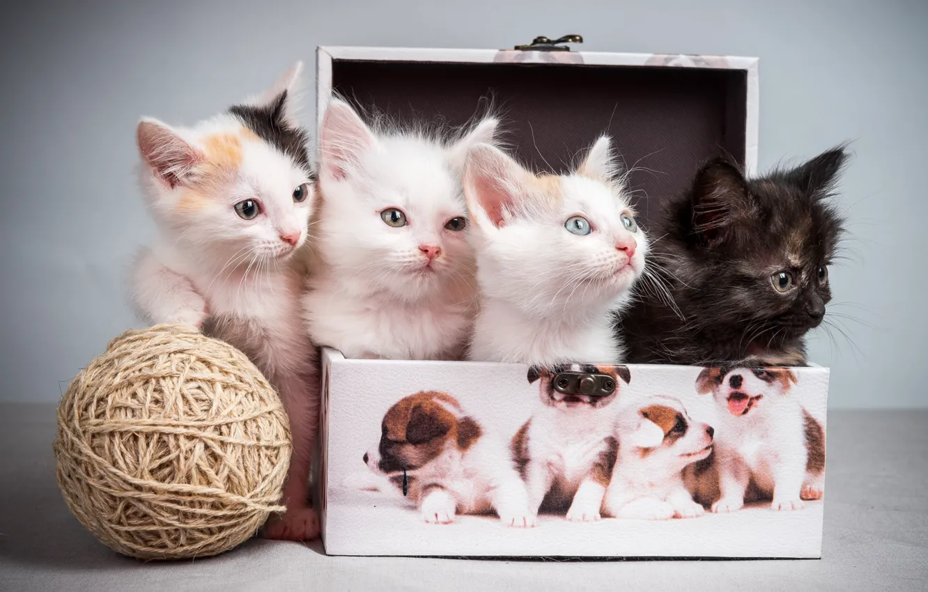 Photo wallpaper tangle, kittens, box