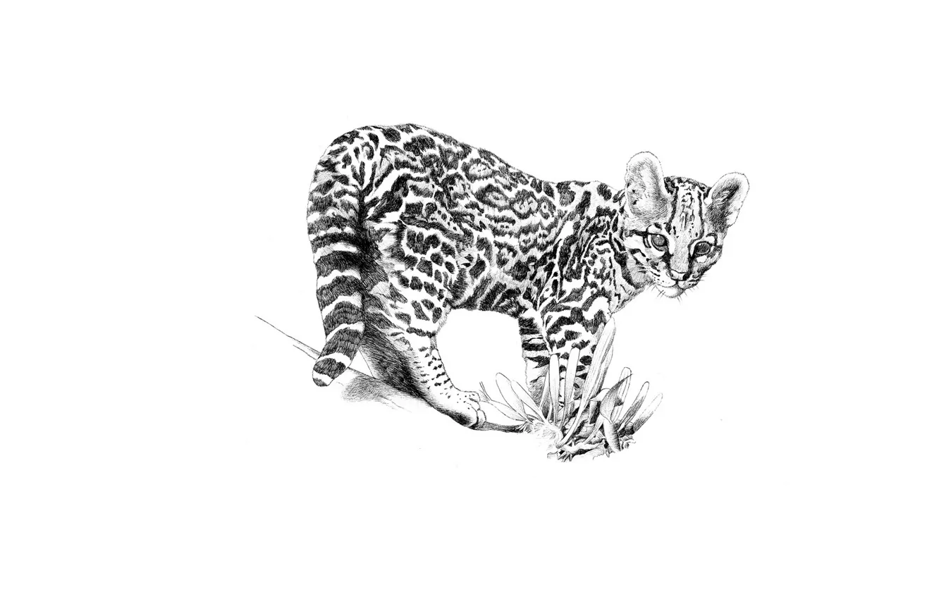 Photo wallpaper cat, look, wild