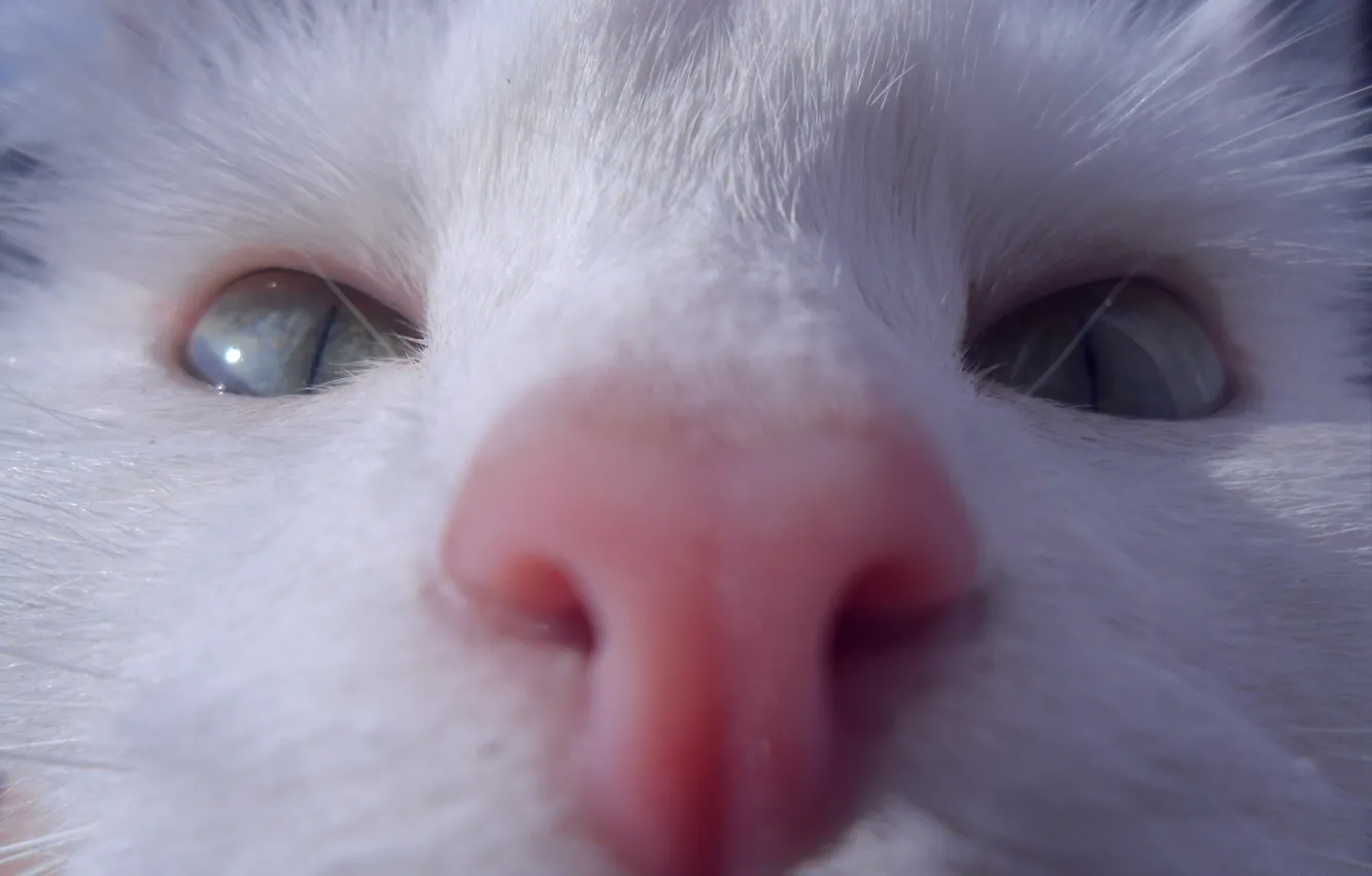 Photo wallpaper cat, fisheye, close