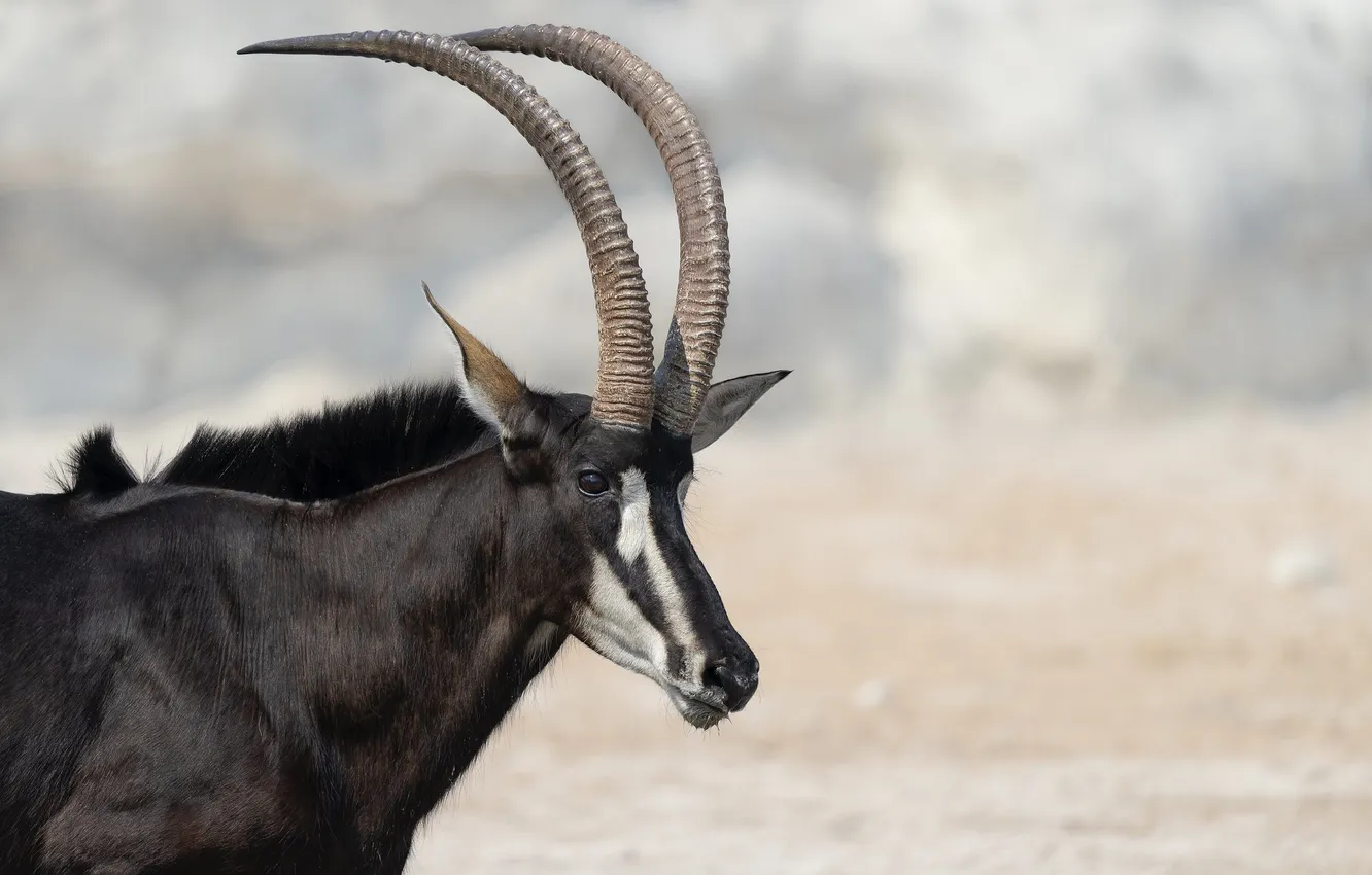 Photo wallpaper background, black, goat, horns, goat