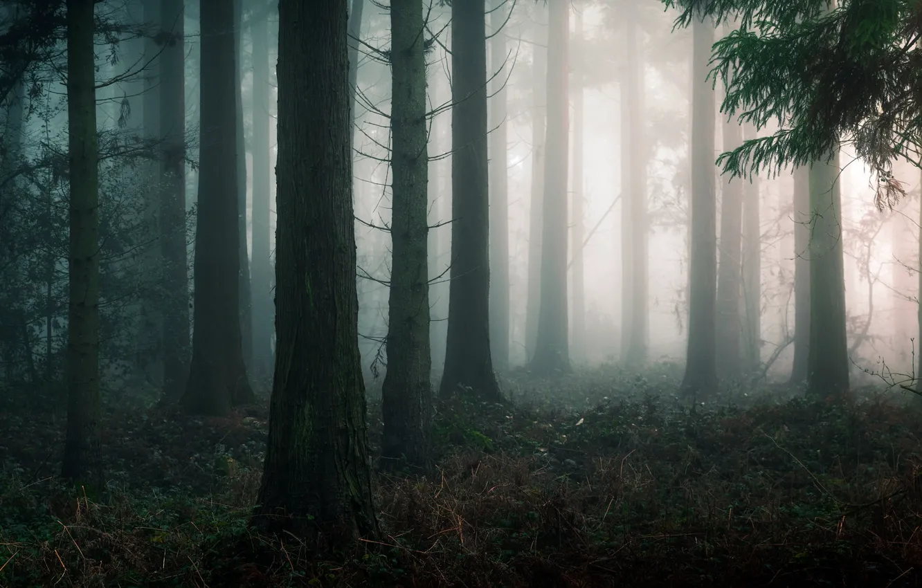 Photo wallpaper autumn, forest, trees, nature, fog, England, England, Edd Allen