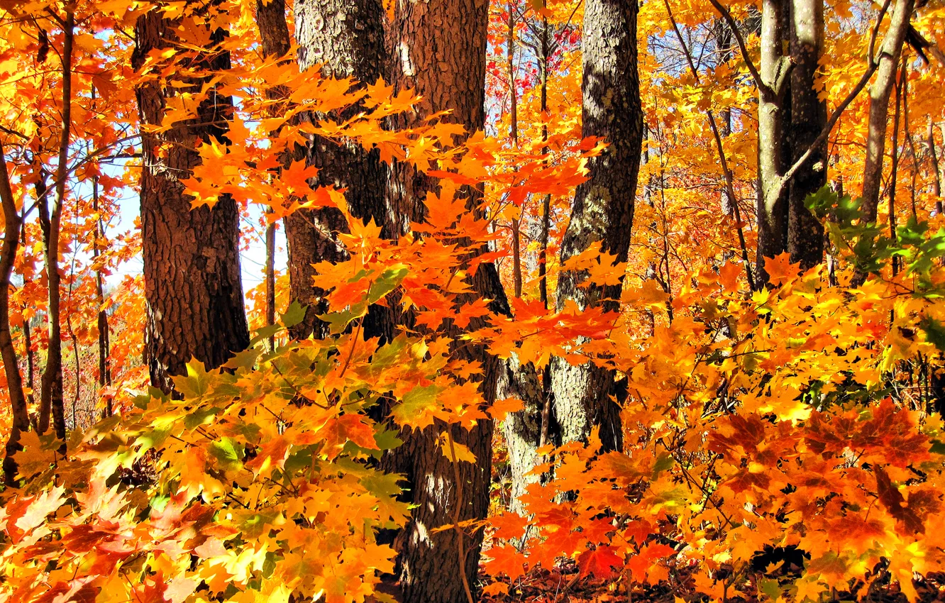 Photo wallpaper autumn, forest, leaves, trees, maple