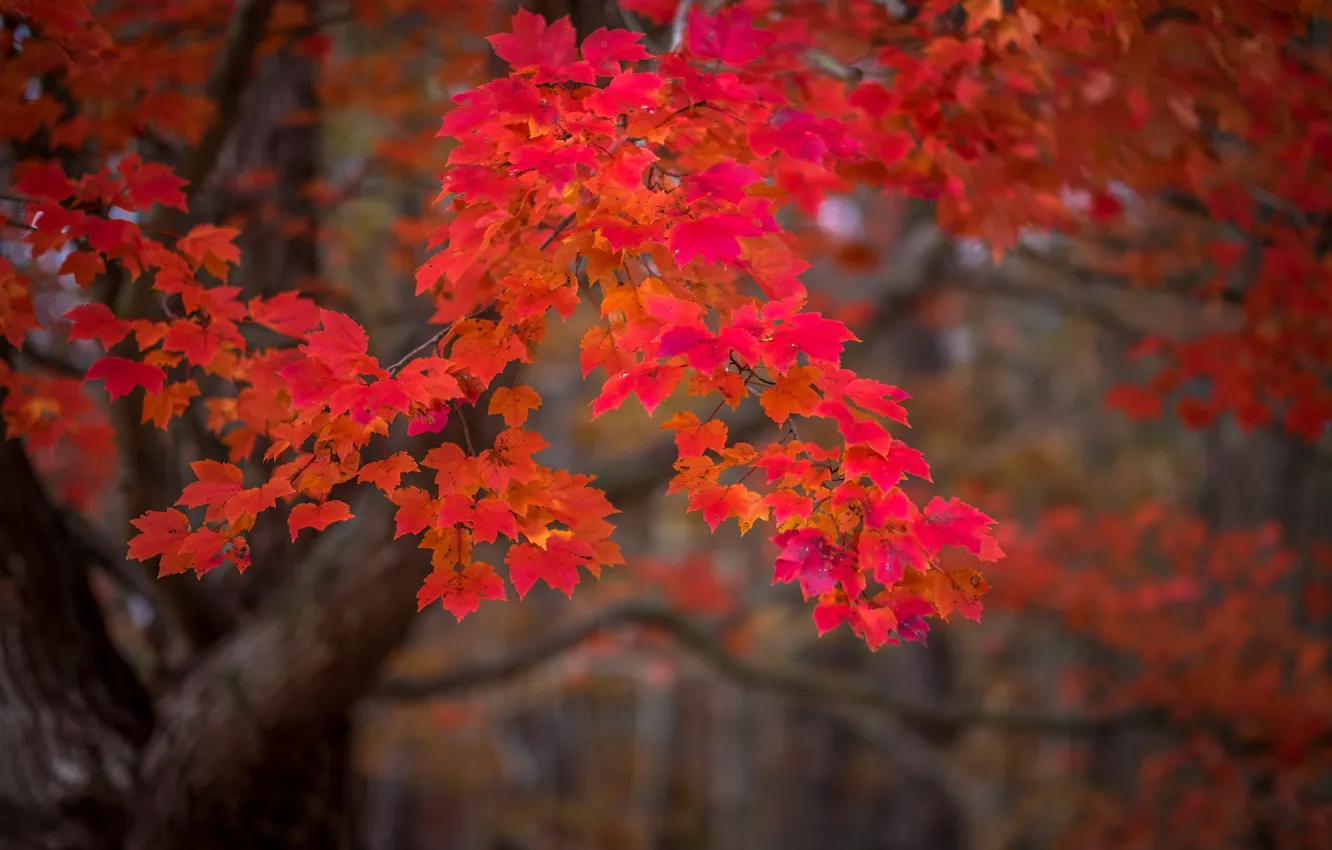 Photo wallpaper autumn, leaves, nature