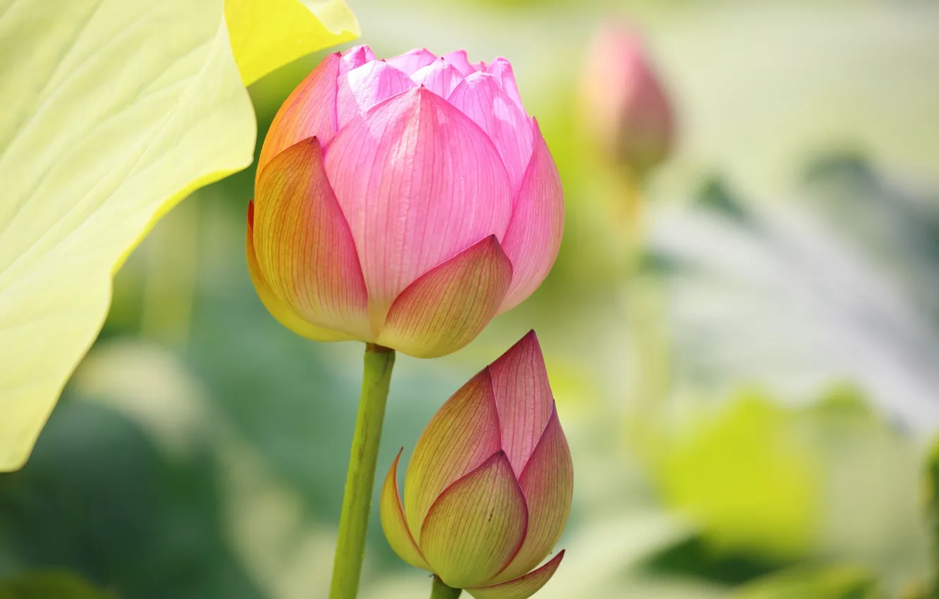 Photo wallpaper flower, Bud, Lotus, flowering