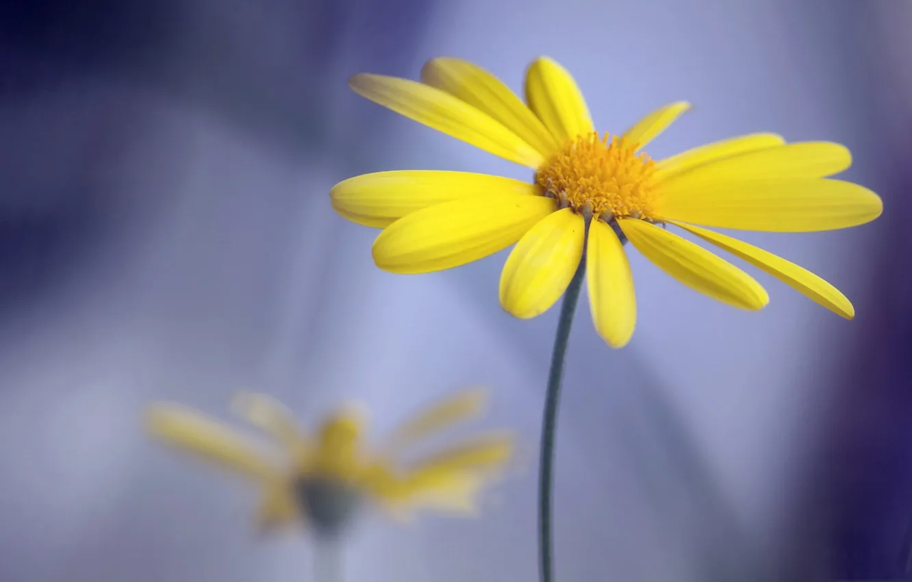 Photo wallpaper macro, petals, Daisy