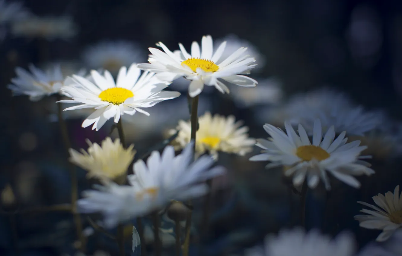 Photo wallpaper petals, garden, meadow, Daisy