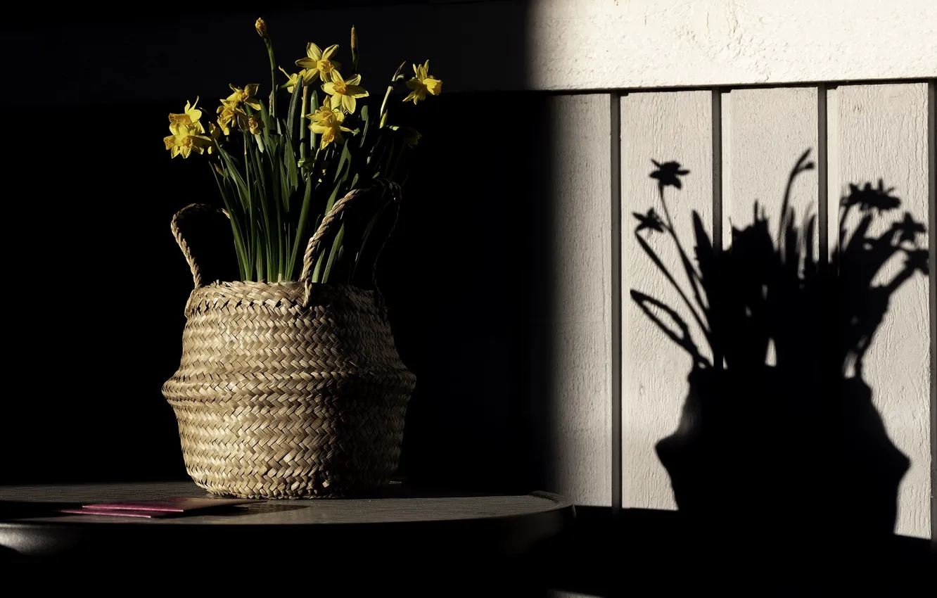 Photo wallpaper light, shadow, daffodils