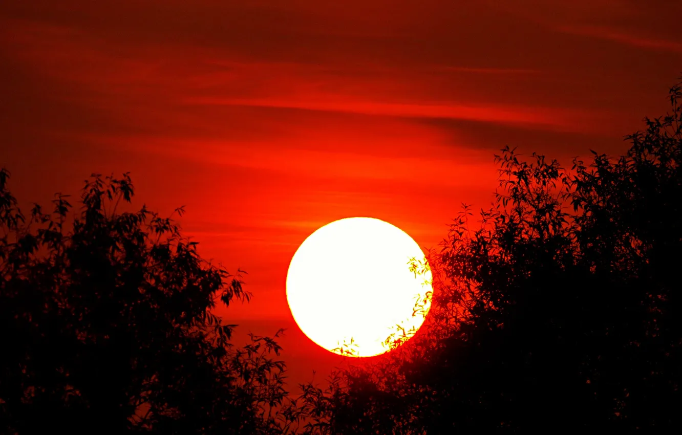 Photo wallpaper the sky, the sun, trees, sunset, silhouette