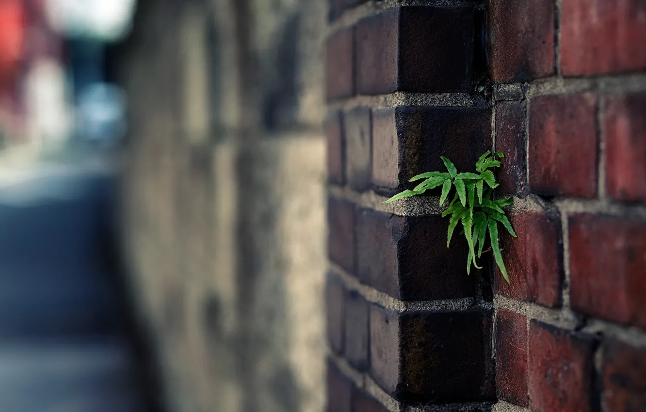 Photo wallpaper green, wall, plant, brick