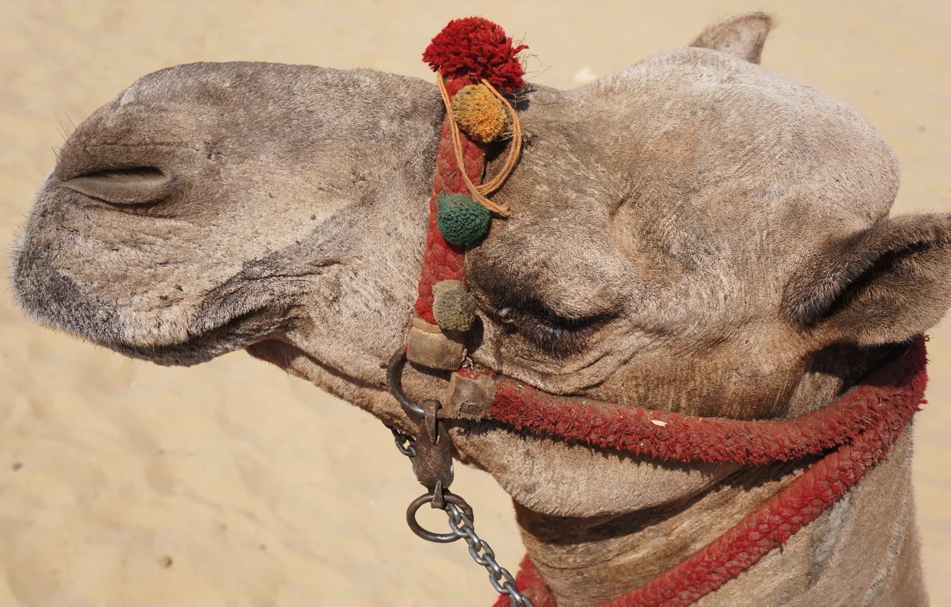 Photo wallpaper face, portrait, camel