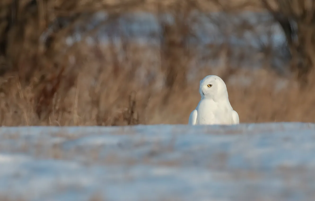 Photo wallpaper winter, field, white, snow, owl, bird, polar