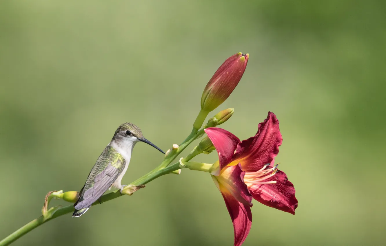 Photo wallpaper flowers, nature, bird, Lily