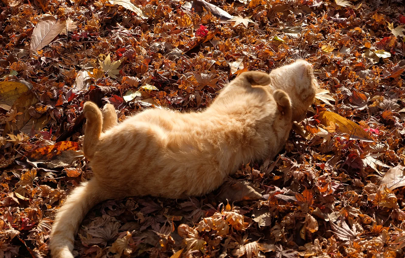 Photo wallpaper basking, red cat, autumn leaves, lying on her back