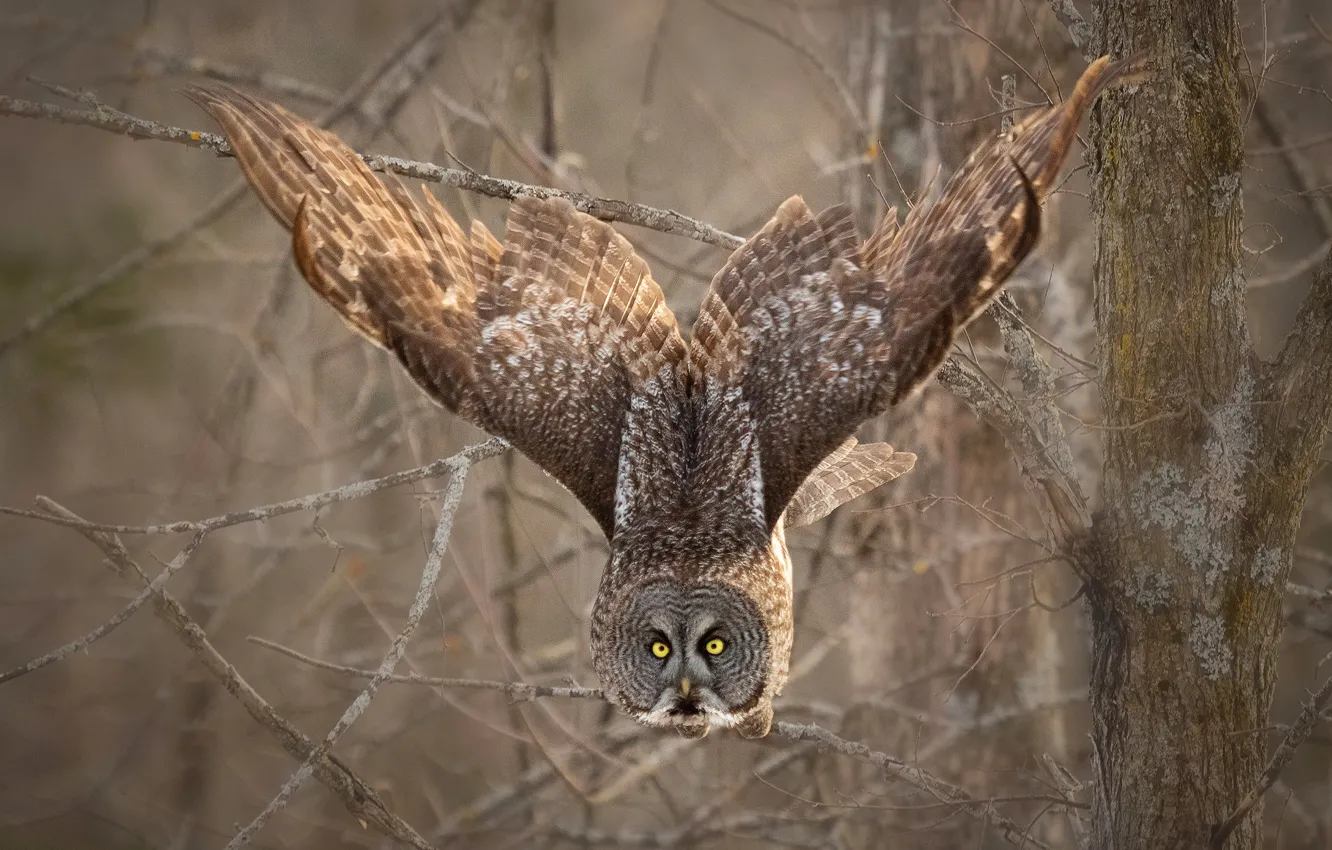 Photo wallpaper trees, branches, owl, bird, wings, stroke, the scope, owl