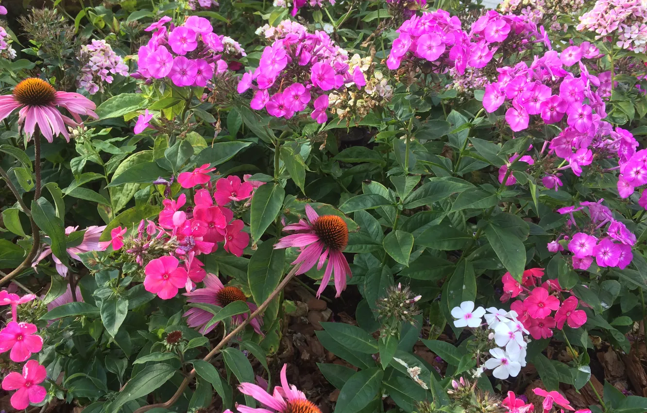 Photo wallpaper flowers, nature, plant, flora