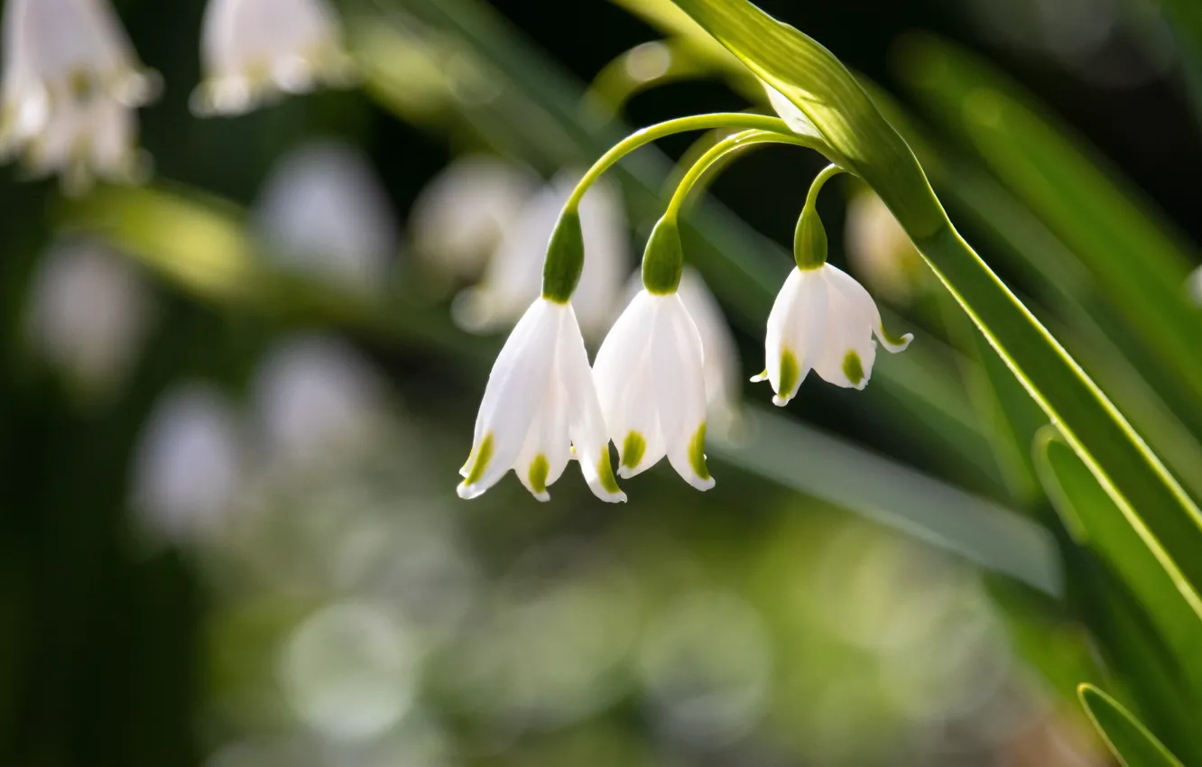 Photo wallpaper leaves, macro, flowers, background, spring, snowdrops, white, trio