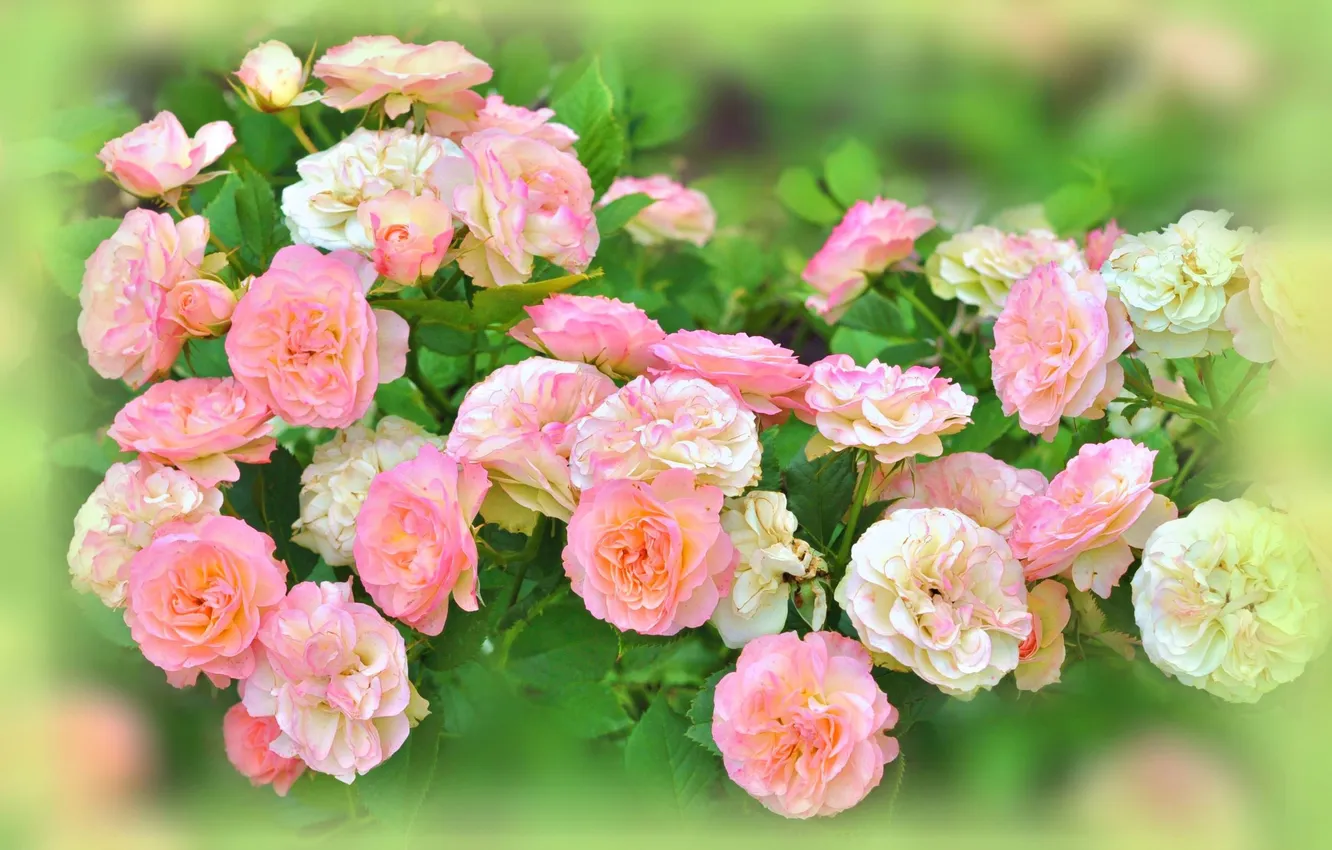 Photo wallpaper flowers, Bush, roses, blur, pink, white, buds