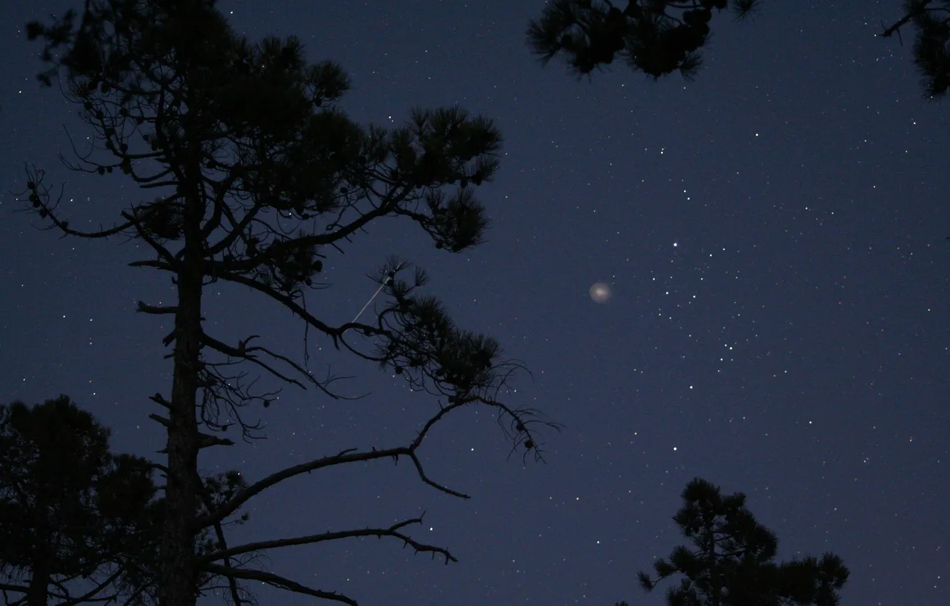 Photo wallpaper greens, trees, nature