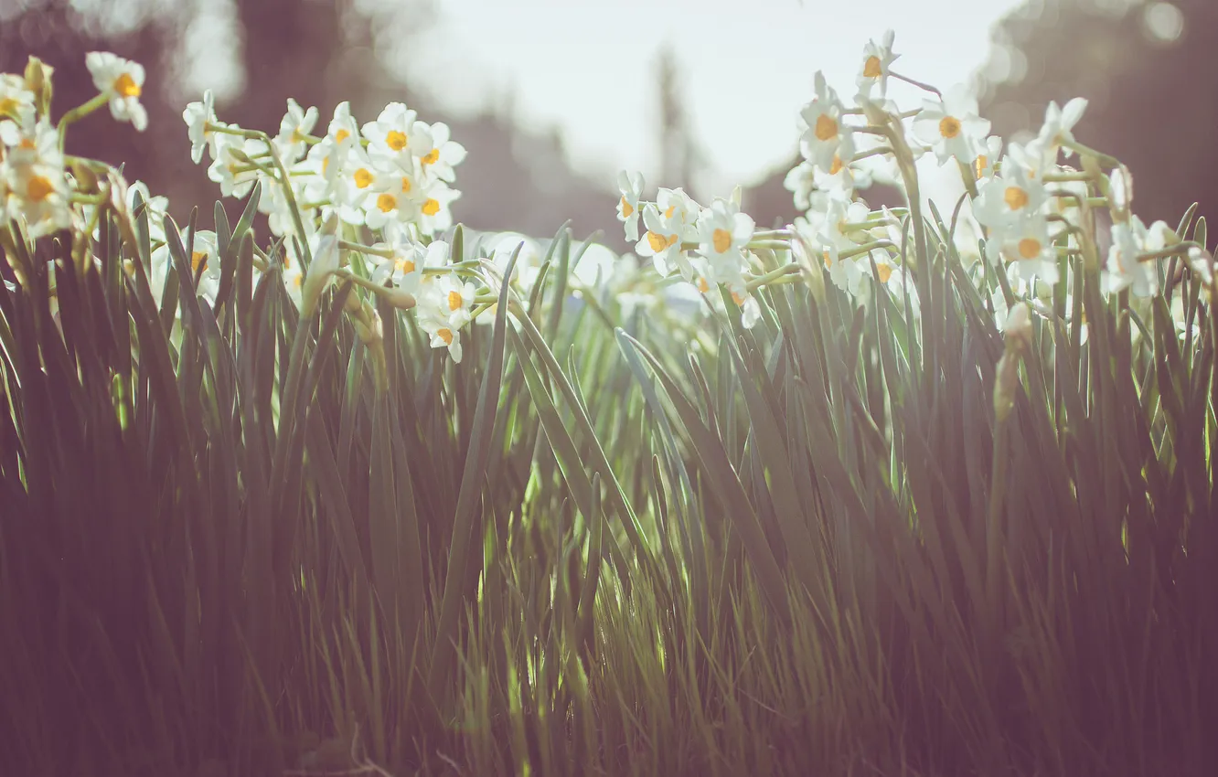 Photo wallpaper flowers, petals, white, daffodils