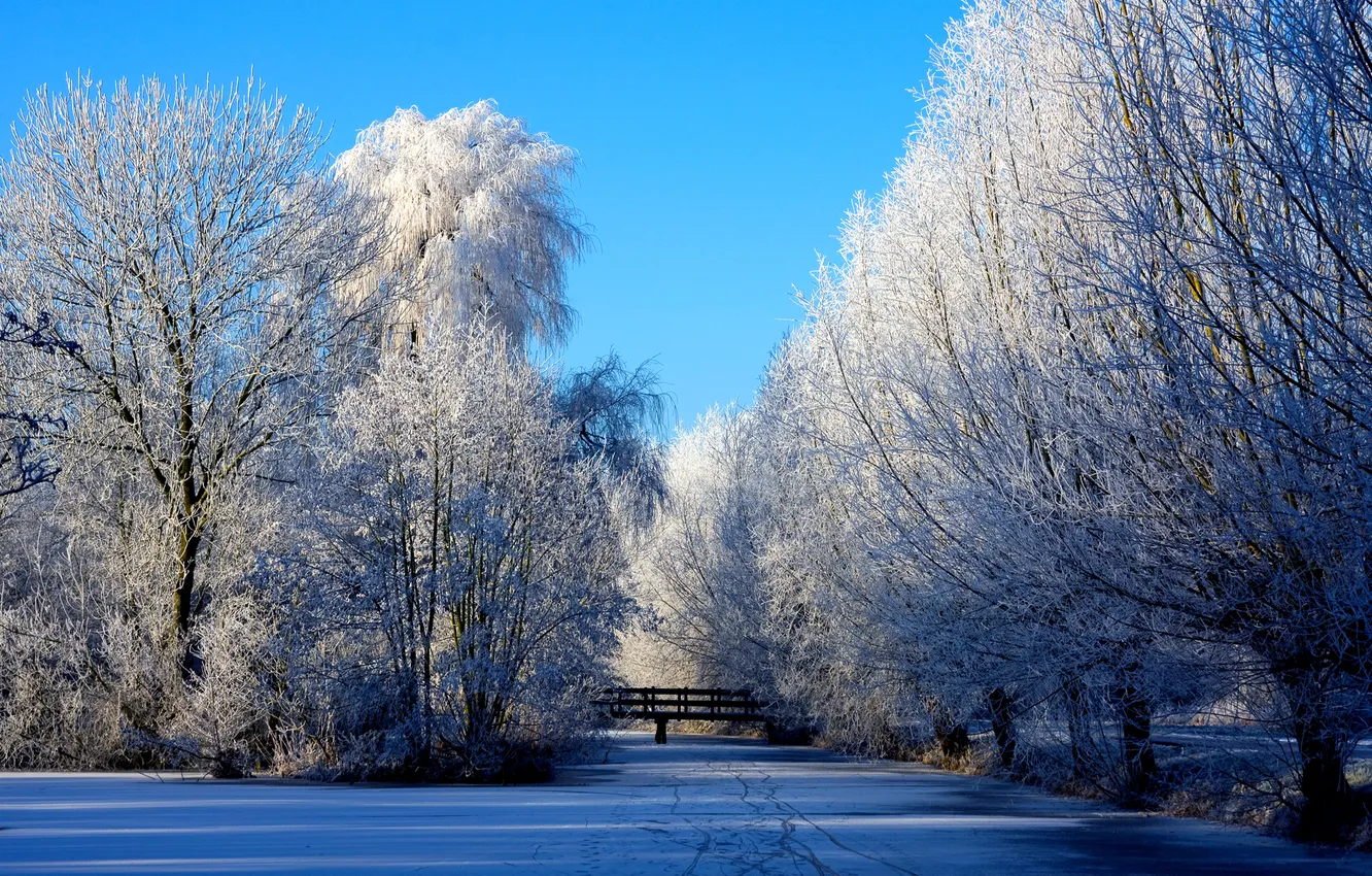 Photo wallpaper winter, the sky, trees, nature, blue