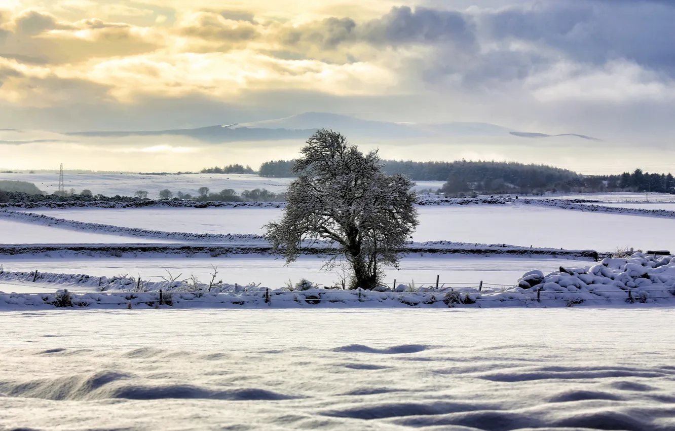 Photo wallpaper winter, field, trees, landscape