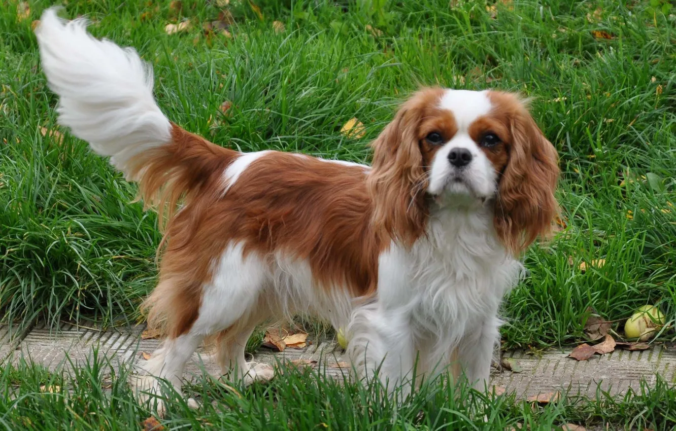 Photo wallpaper king, Charles, unique, Spaniel, cavalier, short-haircut