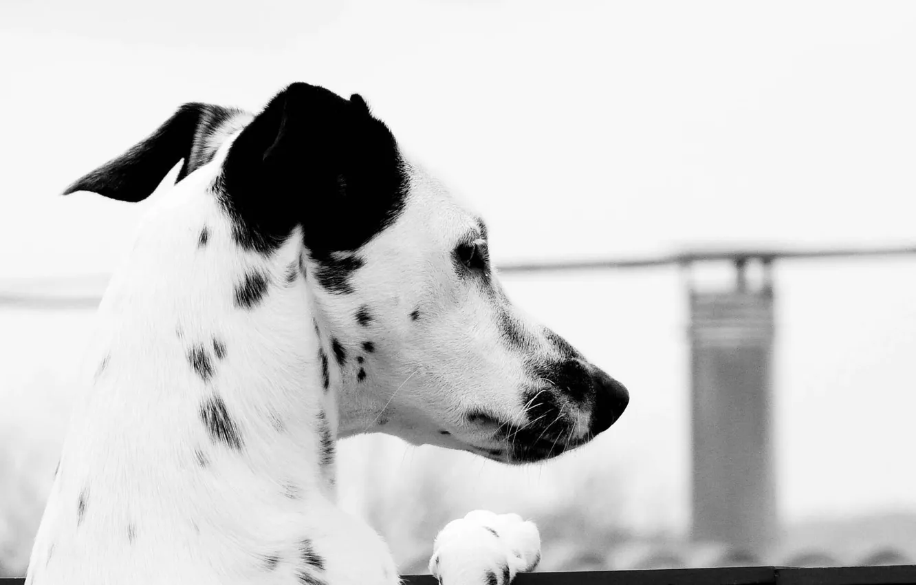Photo wallpaper look, black and white, Dalmatians