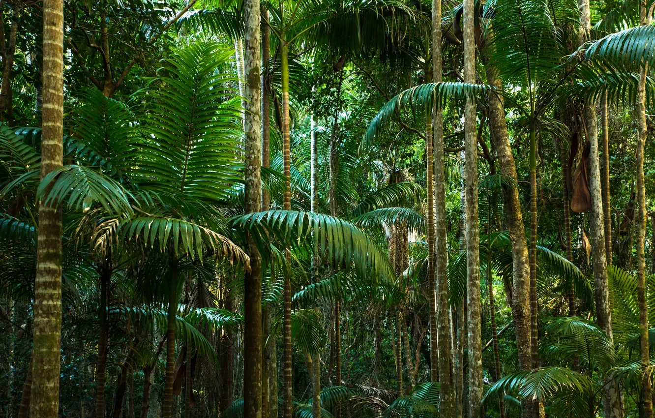 Photo wallpaper trees, nature, palm trees, plants, jungle, trees, jungle, nature