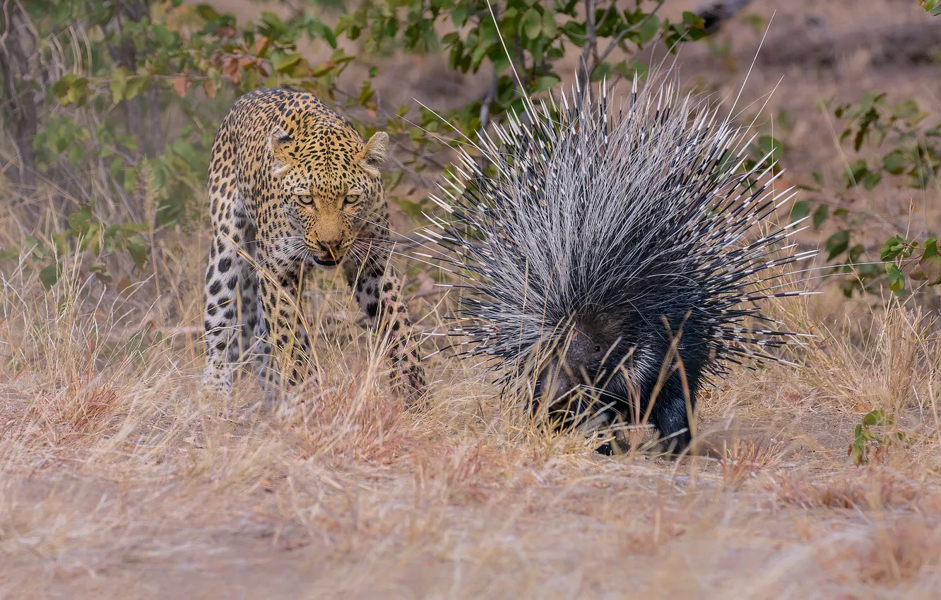 Photo wallpaper Leopard, Grass, Two, Big cat, Porcupine, Wild animals