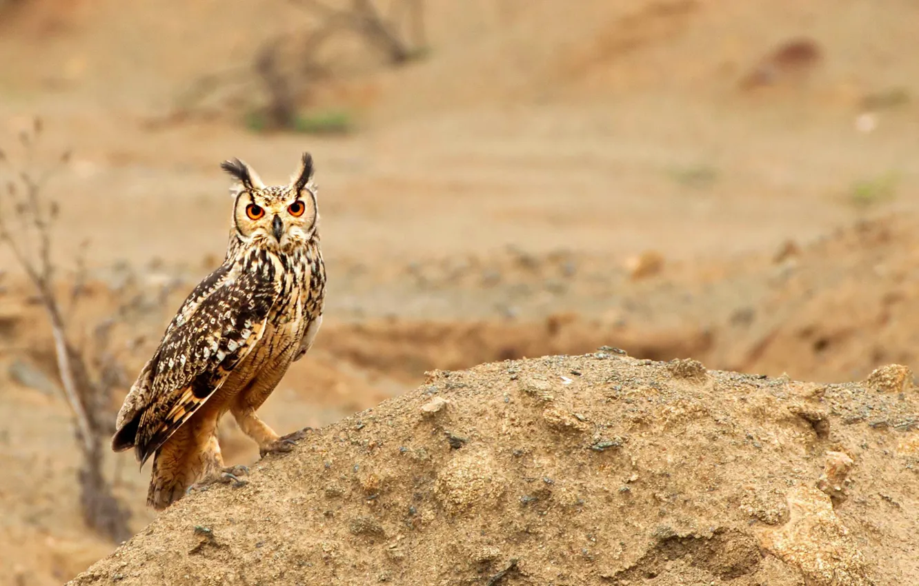 Photo wallpaper nature, bird, owl