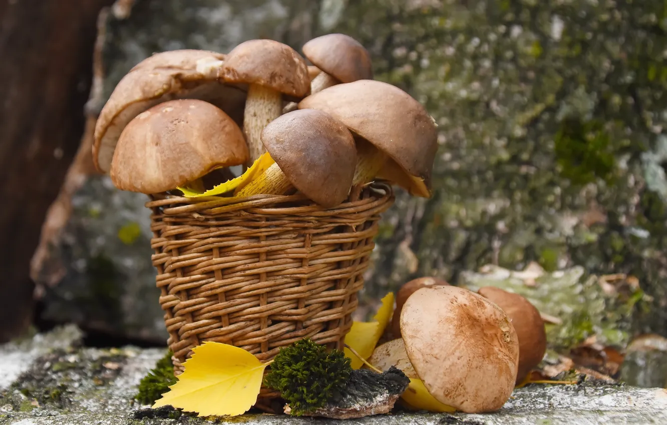 Photo wallpaper autumn, nature, mushrooms, boletus