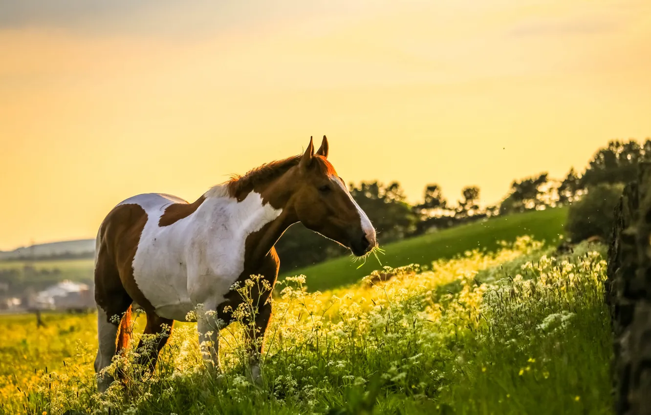 Photo wallpaper field, nature, horse, horse