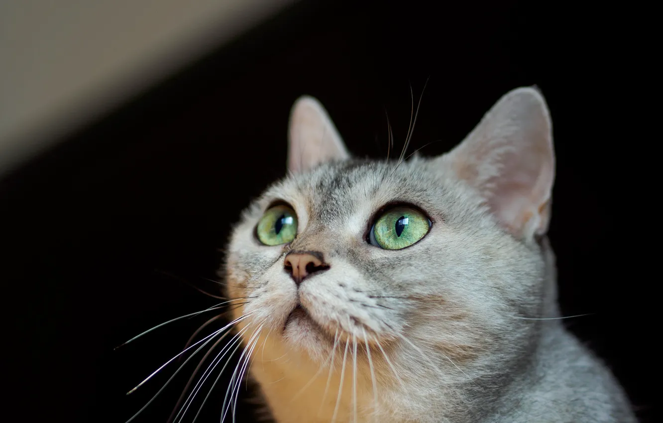 Photo wallpaper cat, cat, look, pose, face