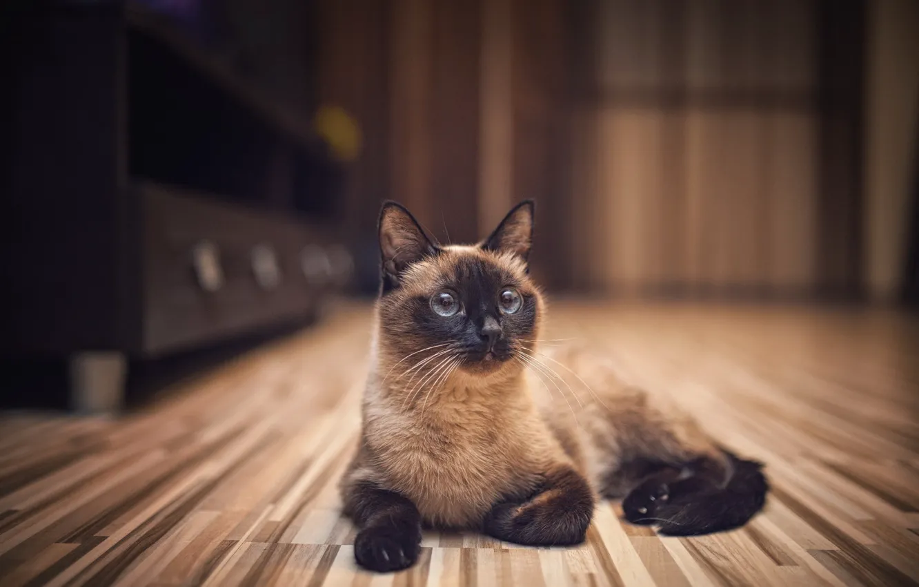 Photo wallpaper cat, cat, room, Siamese