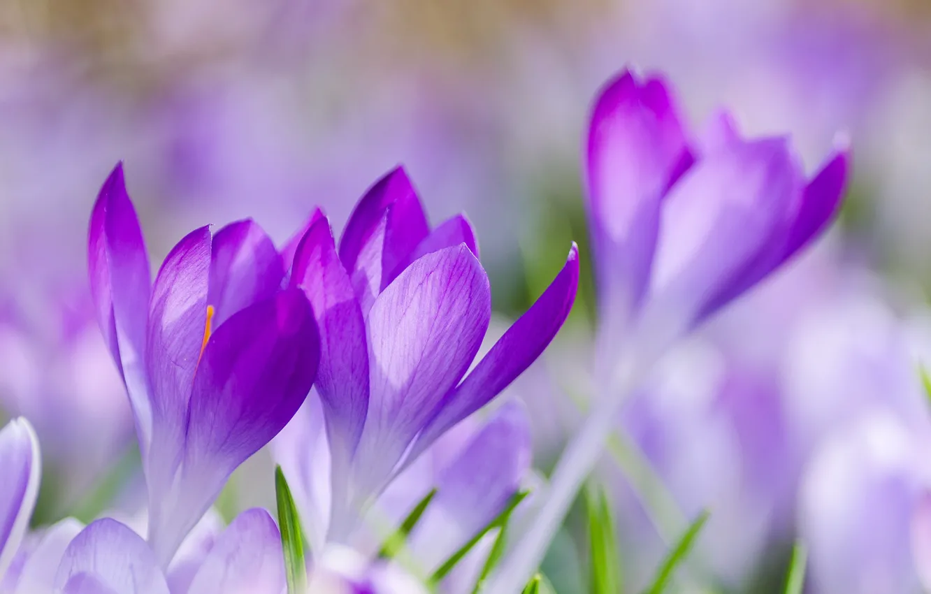 Photo wallpaper grass, macro, flowers, focus, spring, petals, blur, purple