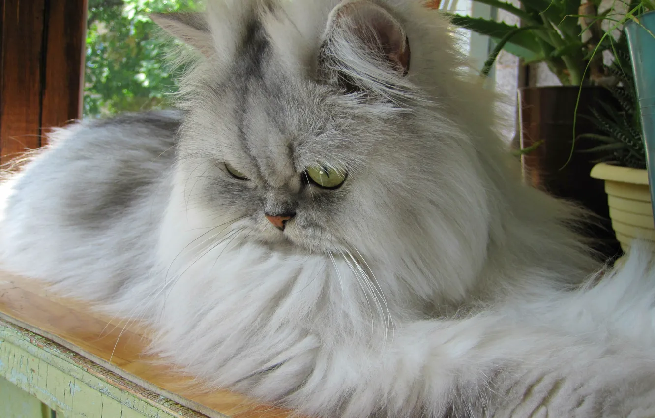 Photo wallpaper cat, day, on the balcony, Friendly