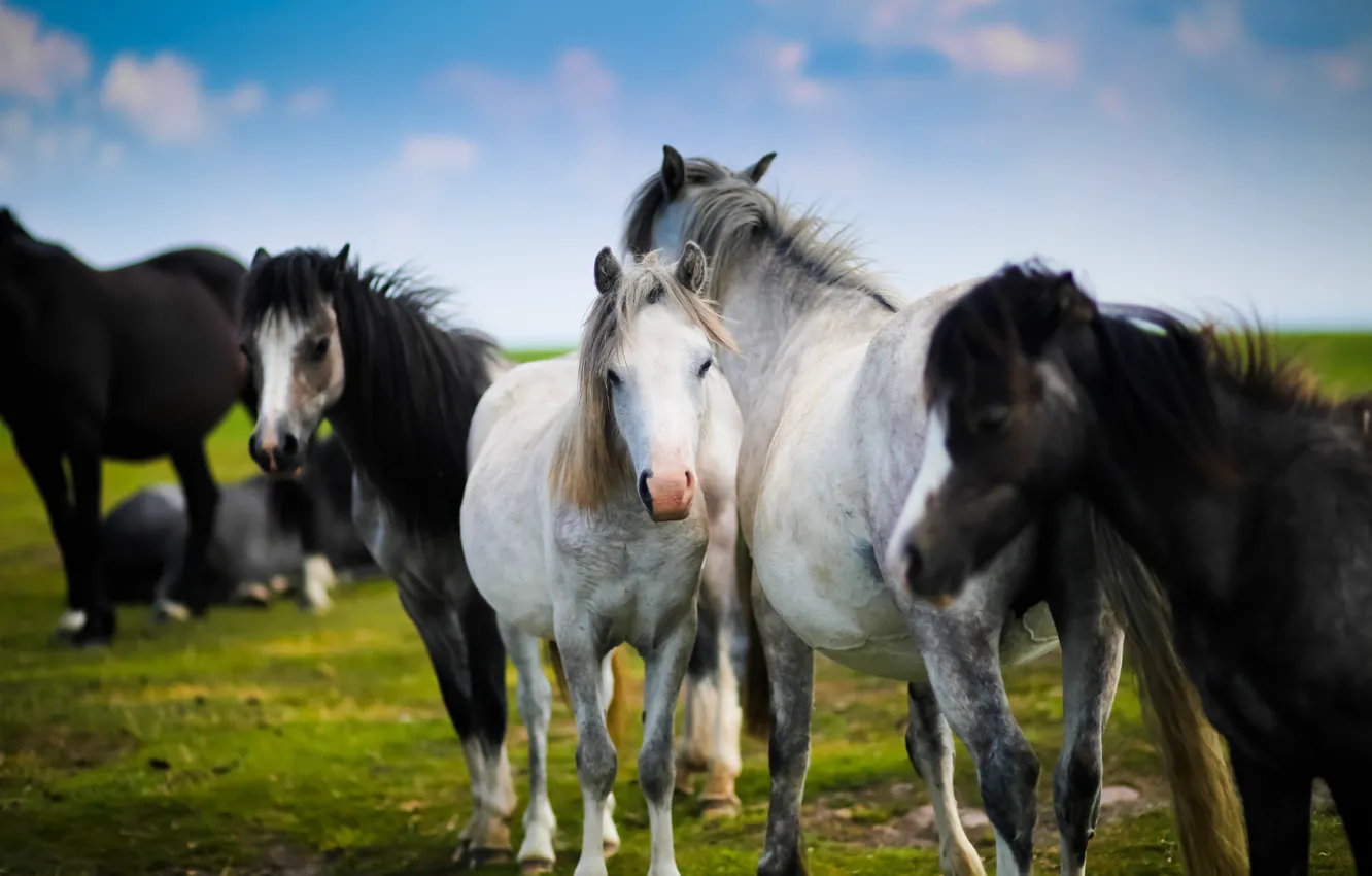 Photo wallpaper horse, horse, the herd