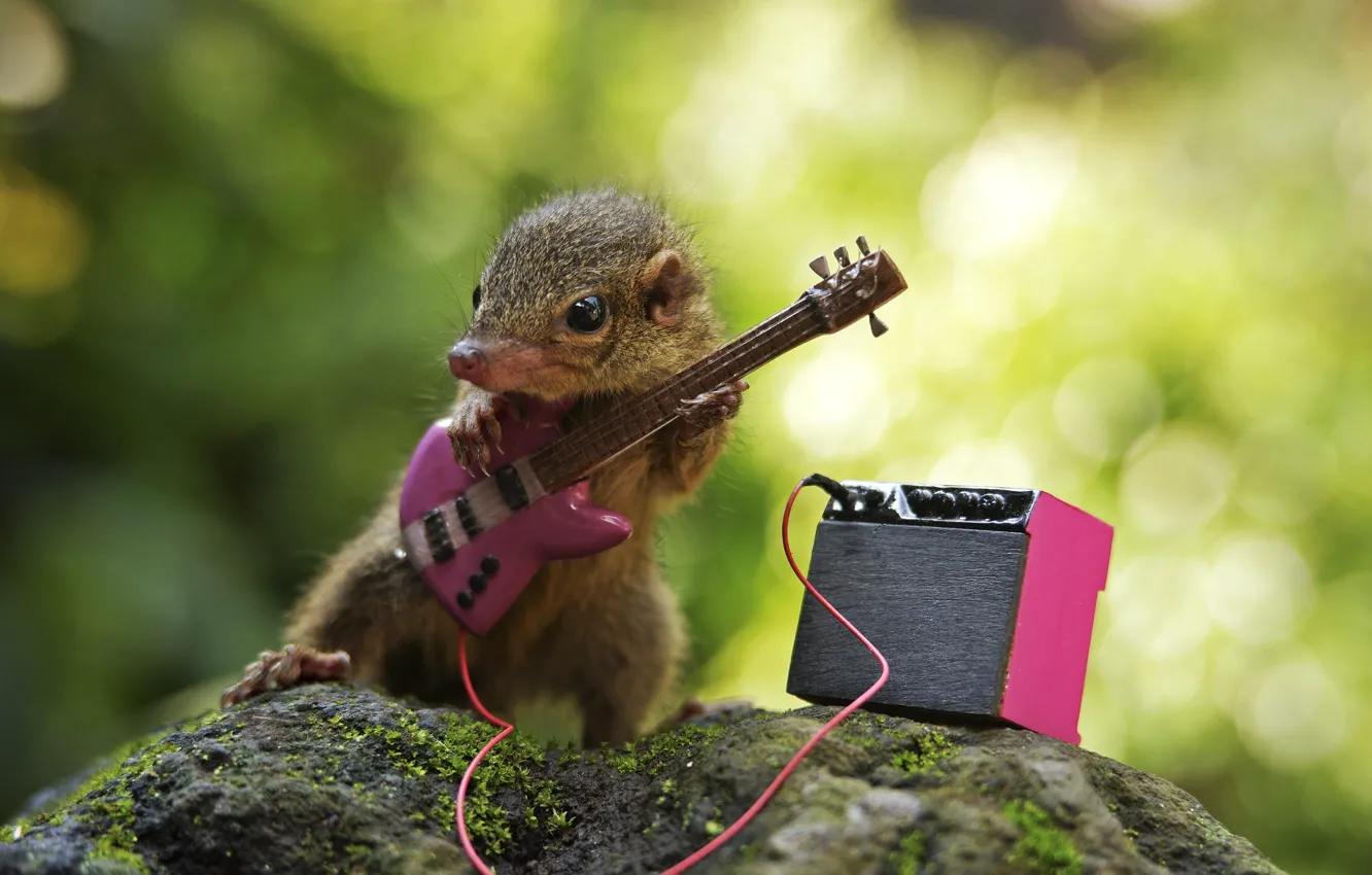 Photo wallpaper pose, stone, guitar, wire, guitarist, musician, cub, electric guitar